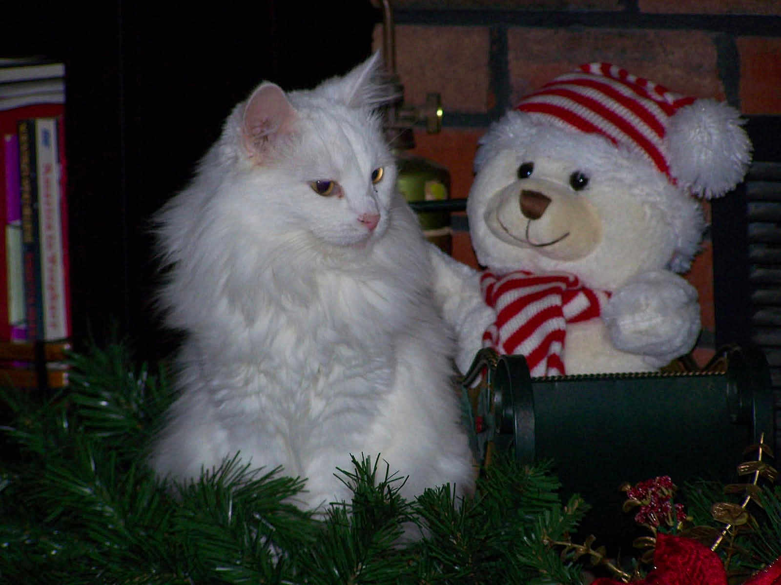 Littlebit joined the competition — help win amazing prizes! white_cat, fluffy_cat, teddy_bear, stuffed_animal, holiday_decorations, greenery, red_and_white, striped_hat, striped_scarf, festive, cozy, indoor, bookshelf, fireplace, brick_wall, decorative, pet, cute, animal, soft_toy