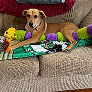 Bailey joined the competition — help win amazing prizes! dog, couch, blanket, plush_toy, indoor, pet, brown_dog, relaxed, colorful, stuffed_animal, fabric, floor, home, comfort, toy, living_room, furniture, collar, animal, resting