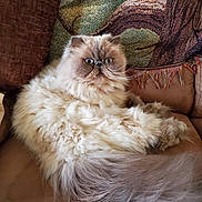 Zsazsa is registered to the contest to win money with this photo: cat, persian_cat, fluffy, long_hair, pet, animal, indoor, couch, furniture, relaxing, wide_eyes, face, tail, whiskers, cozy, home, mammal, cute, domestic_animal, resting
