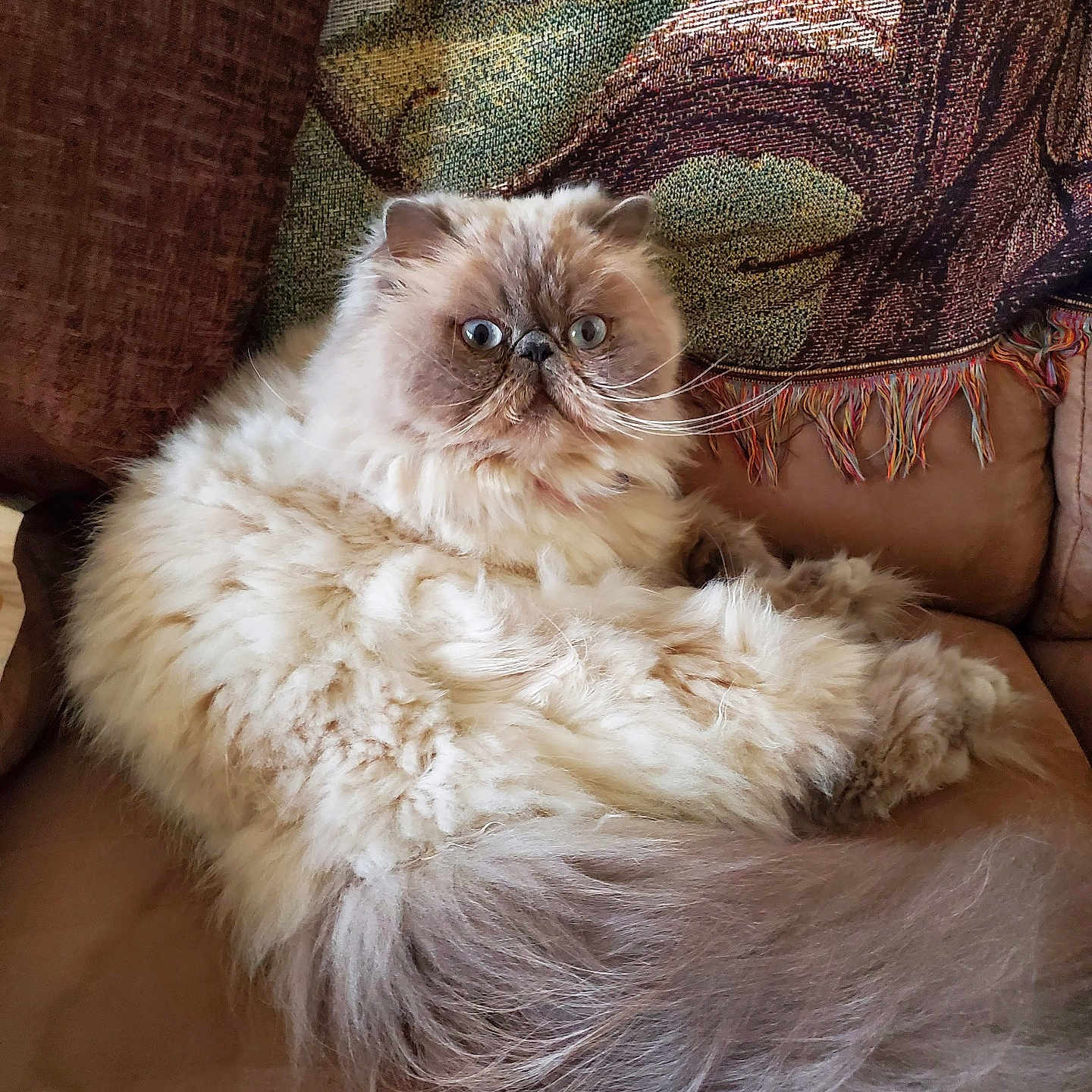 Zsazsa is registered to the contest to win money with this photo: animal, cat, couch, cozy, cute, domestic_animal, face, fluffy, furniture, home, indoor, long_hair, mammal, persian_cat, pet, relaxing, resting, tail, whiskers, wide_eyes