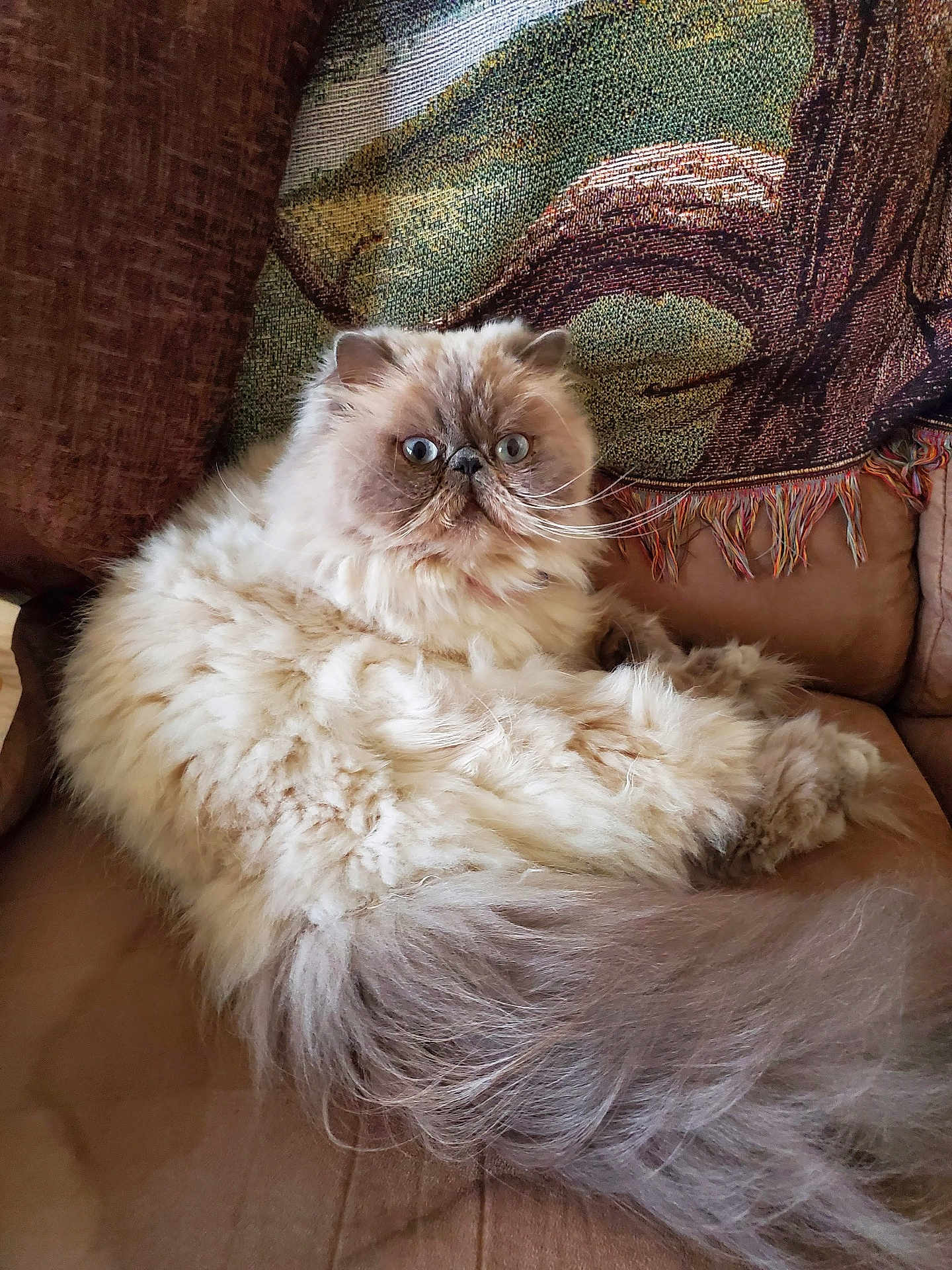 Zsazsa is registered to the contest to win money with this photo: cat, persian_cat, fluffy, long_hair, pet, animal, indoor, couch, furniture, relaxing, wide_eyes, face, tail, whiskers, cozy, home, mammal, cute, domestic_animal, resting