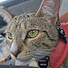 Mochi joined the competition — help win amazing prizes! cat, tabby, close_up, green_eyes, fur, whiskers, pink_harness, pet, animal, car_interior, window, daylight, curious, face, portrait, domestic_cat, feline, seat, side_view, nature_outside