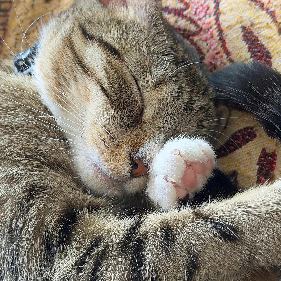 Mochi joined the competition — help win amazing prizes! cat, tabby, sleeping, paw, whiskers, fur, closeup, pet, domestic_animal, cozy, curled_up, relaxed, indoor, animal, cute, mammal, resting, patterned_background, pink_paw_pads, feline
