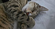 Mochi joined the competition — help win amazing prizes! animal, bed, cat, closeup, cozy, cute, domestic_cat, ear, face, fur, indoor, mammal, nose, paw, pet, relaxation, rest, sleeping, tabby, whiskers