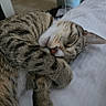 Mochi joined the competition — help win amazing prizes! cat, tabby, sleeping, paw, whiskers, fur, closeup, domestic_cat, pet, relaxation, cozy, cute, animal, mammal, indoor, rest, face, nose, ear, bed