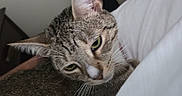 Mochi is registered to the contest to win money with this photo: cat, tabby, indoor, bed, blanket, pet, feline, cozy, resting, animal, cute, household, curious, whiskers, ears, fur, green_eyes, domestic, relaxed, soft_lighting