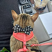 Mochi joined the competition — help win amazing prizes! cat, bow_tie, harness, pet, animal, car_interior, seat, person, drink, cup, gear_shifter, leash, clothing, lap, striped_tail, feline, resting, casual, accessory, close_up