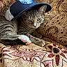 cat, tabby_cat, cap, hat, couch, pillow, patterned_fabric, indoor, pet, animal, relaxed, resting, feline, whiskers, paw, ear, striped, cute, domestic_cat, cozy