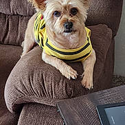 Baby joined the competition — help win amazing prizes! brown_couch, closeup, cozy, cushion, dog, ears, eyes, fur, furniture, indoor, nose, paws, pet, relaxed, seated, small_dog, striped_shirt, tablet, wooden_table, yellow_shirt