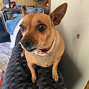Bella is registered to the contest to win money with this photo: dog, small_dog, brown_dog, pet, indoor, blanket, collar, furniture, denim_jacket, wooden_wall, curious, closeup, animal, companion, ears, cute, domestic_animal, household, resting, looking