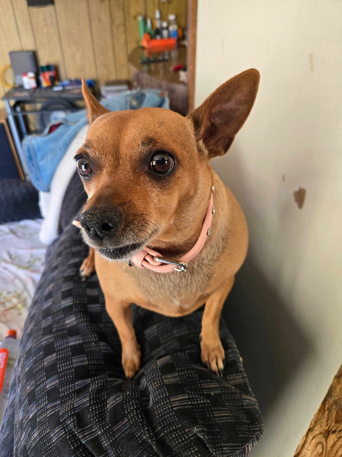 Bella