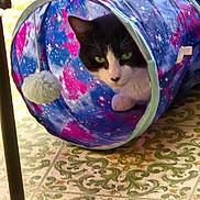 Oreo is registered to the contest to win money with this photo: cat, tuxedo_cat, pet, animal, indoor, toy_tunnel, colorful, galaxy_pattern, floor_tile, curious, peeking, feline, playful, house_pet, paw, green_eyes, closeup, resting, domestic_cat, cute
