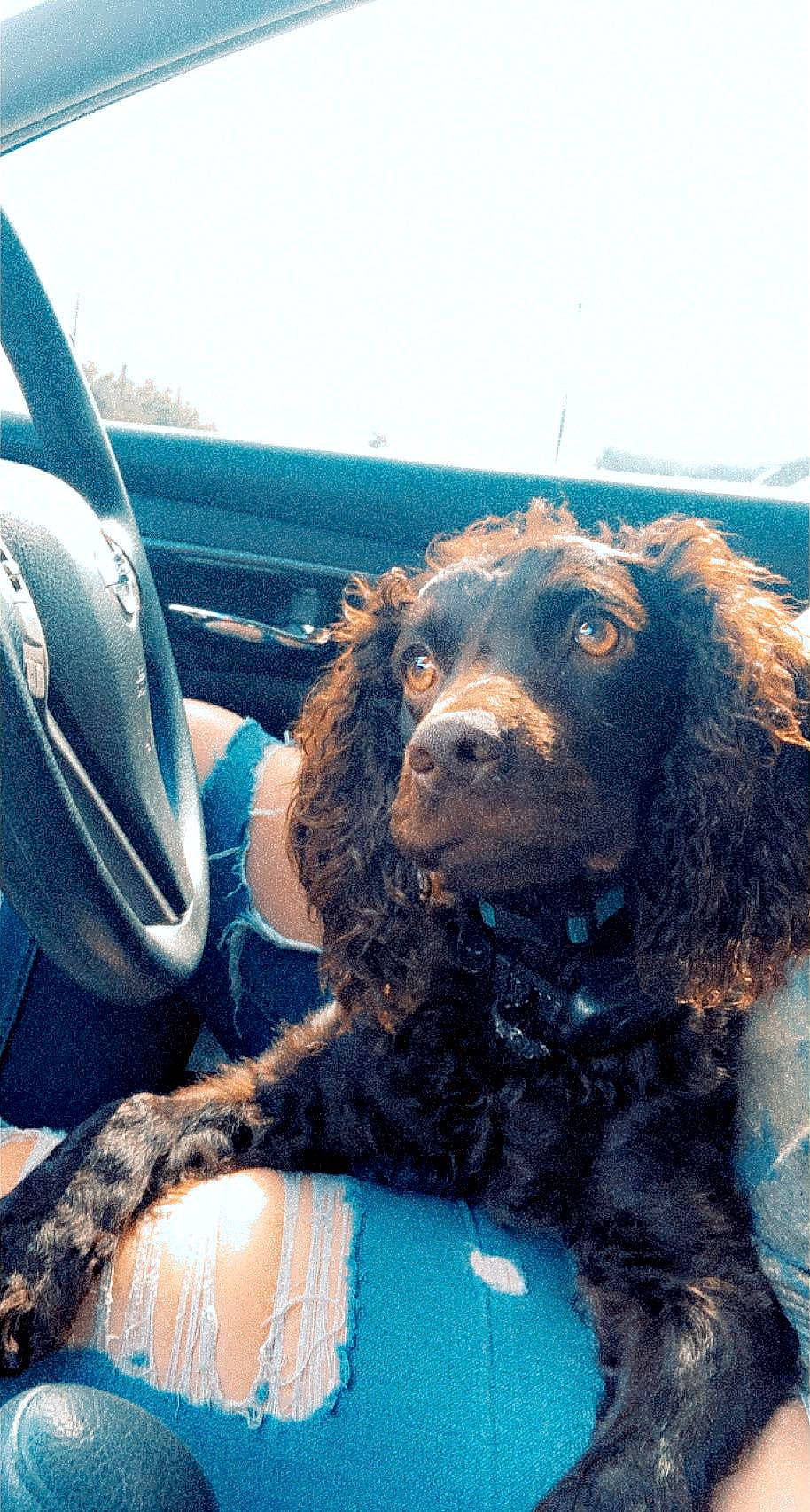 Mae joined the competition — help win amazing prizes! automotive_exterior, car, car_seat, car_seat_cover, carnivore, companion_dog, dog, dog_breed, dog_collar, family_car, fur, motor_vehicle, personal_luxury_car, poodle, spaniel, sporting_group, steering_wheel, vehicle, vehicle_door, working_animal