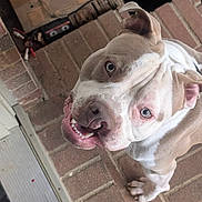 Champ is registered to the contest to win money with this photo: dog, pitbull, smiling, portrait, pet, animal, canine, outdoor, brick, porch, light_brown, white, happy, looking_up, teeth, ears, paw, closeup, friendly, companion