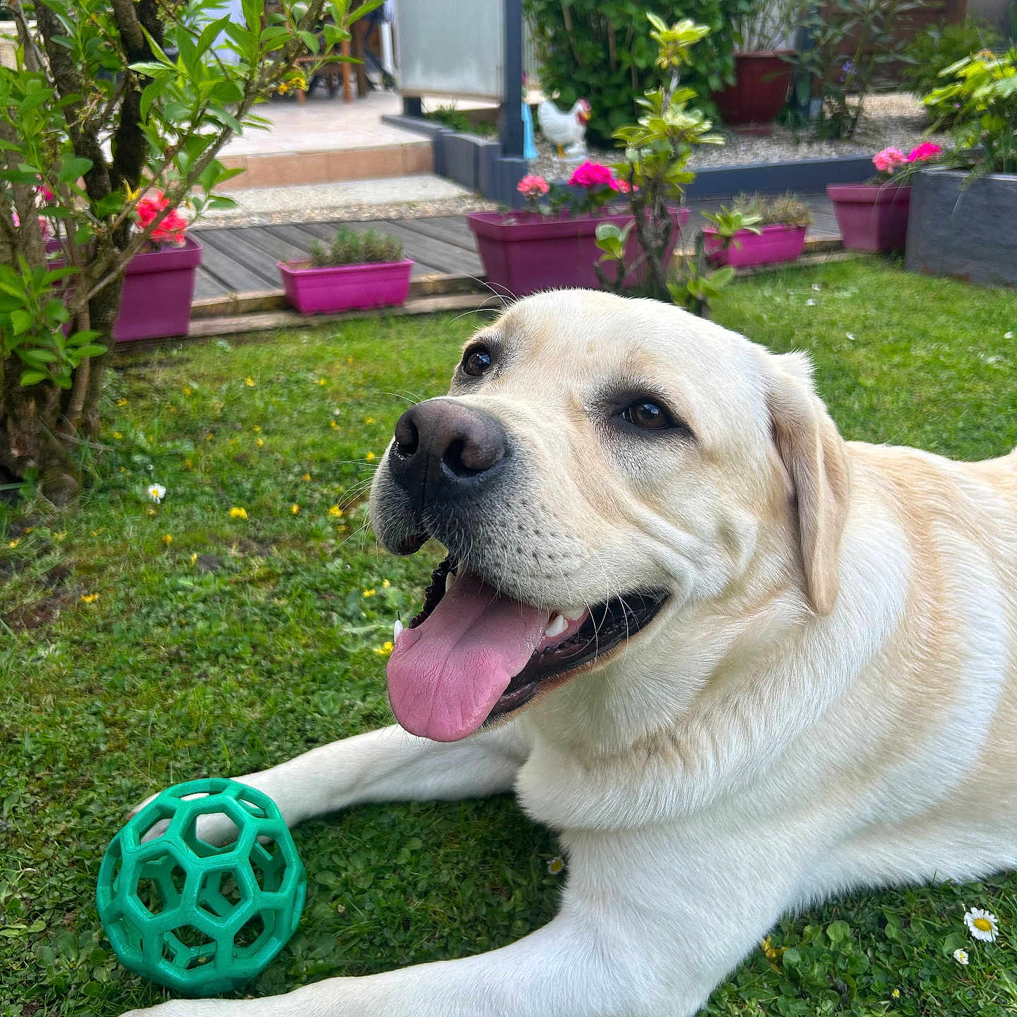 Vasco a rejoint le concours — aidez-le/la à gagner de superbes lots ! animal, backyard, bird, canine, chicken, dog, fowl, grass, jar, labradorretriever, nature, outdoors, pet, plant, planter, pottedplant, pottery, poultry, vase, yard