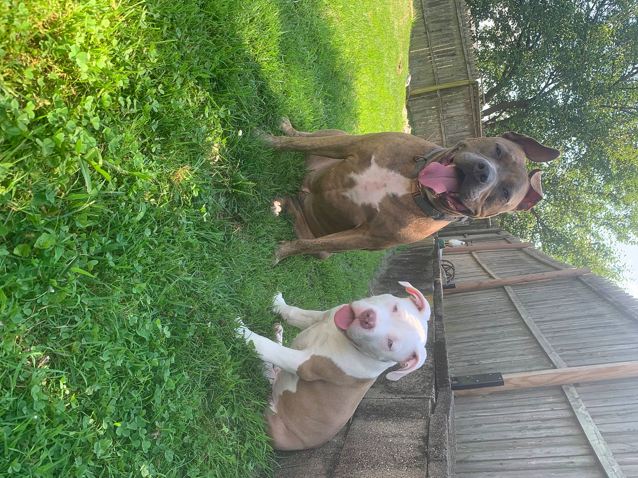 Menace joined the competition — help win amazing prizes! botany, carnivore, companion_dog, dog, dog_breed, fawn, fur, grass, green, groundcover, leisure, mammal, plant, shrub, sporting_group, tail, tree, vertebrate, wood, working_animal