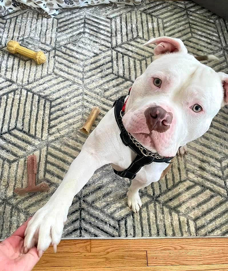 Menace joined the competition — help win amazing prizes! canidae, carnivore, collar, companion_dog, dog, dog_breed, dog_collar, dog_supply, eye, fawn, hardwood, head, leash, pet_supply, snout, sporting_group, terrestrial_animal, whiskers, wood, working_animal