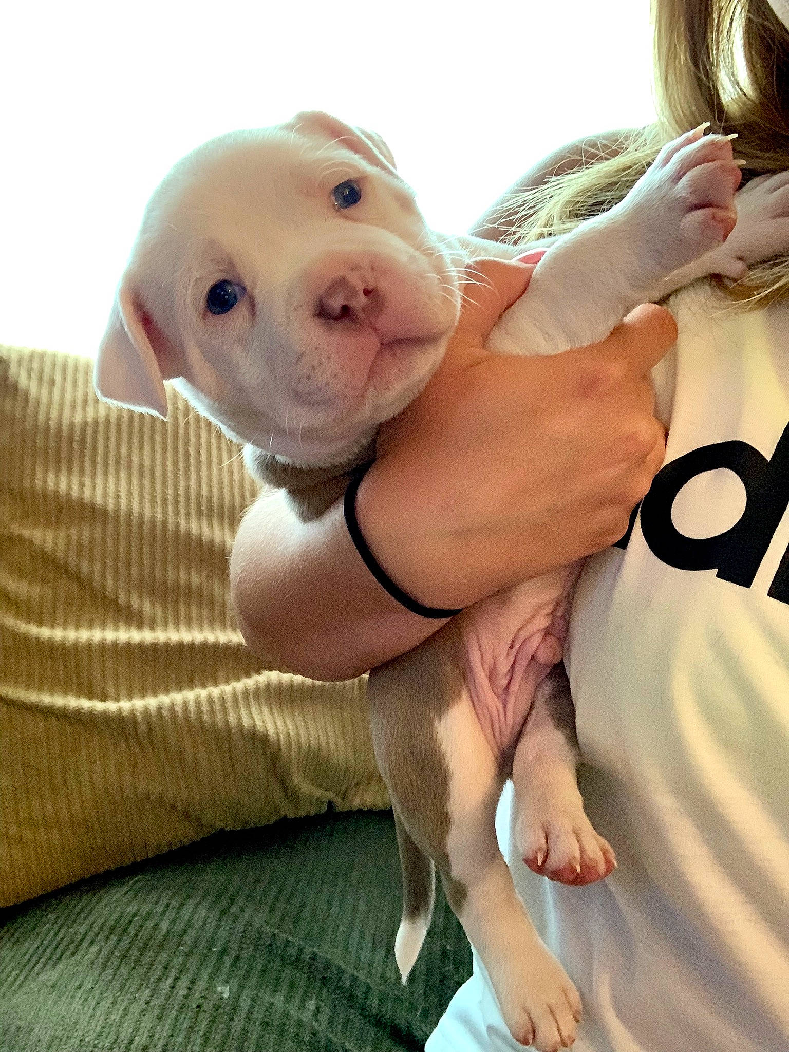 Menace is registered to the contest to win money with this photo: carnivore, companion_dog, dog, dog_breed, elbow, fawn, finger, foot, gesture, human_leg, knee, nail, skin, snout, stuffed_toy, thigh, thumb, toy, trunk, working_animal