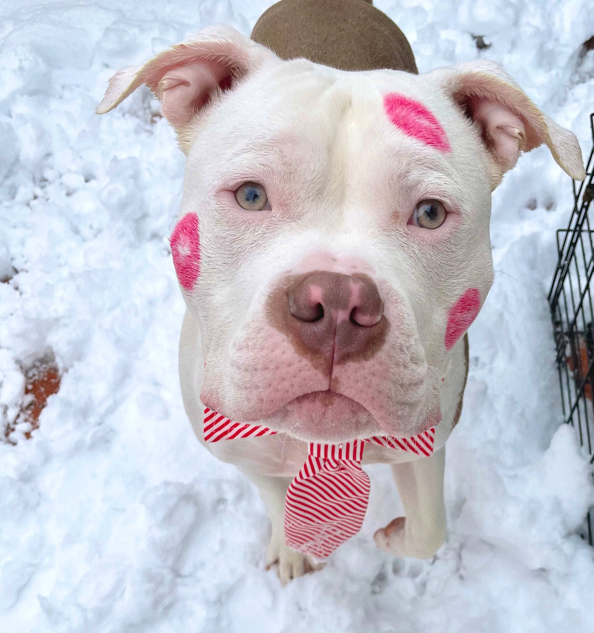 Menace joined the competition — help win amazing prizes! canidae, carnivore, dog, dog_breed, ear, eye, fawn, freezing, fur, head, jaw, livestock, snout, snow, sporting_group, suidae, terrestrial_animal, whiskers, winter, working_animal