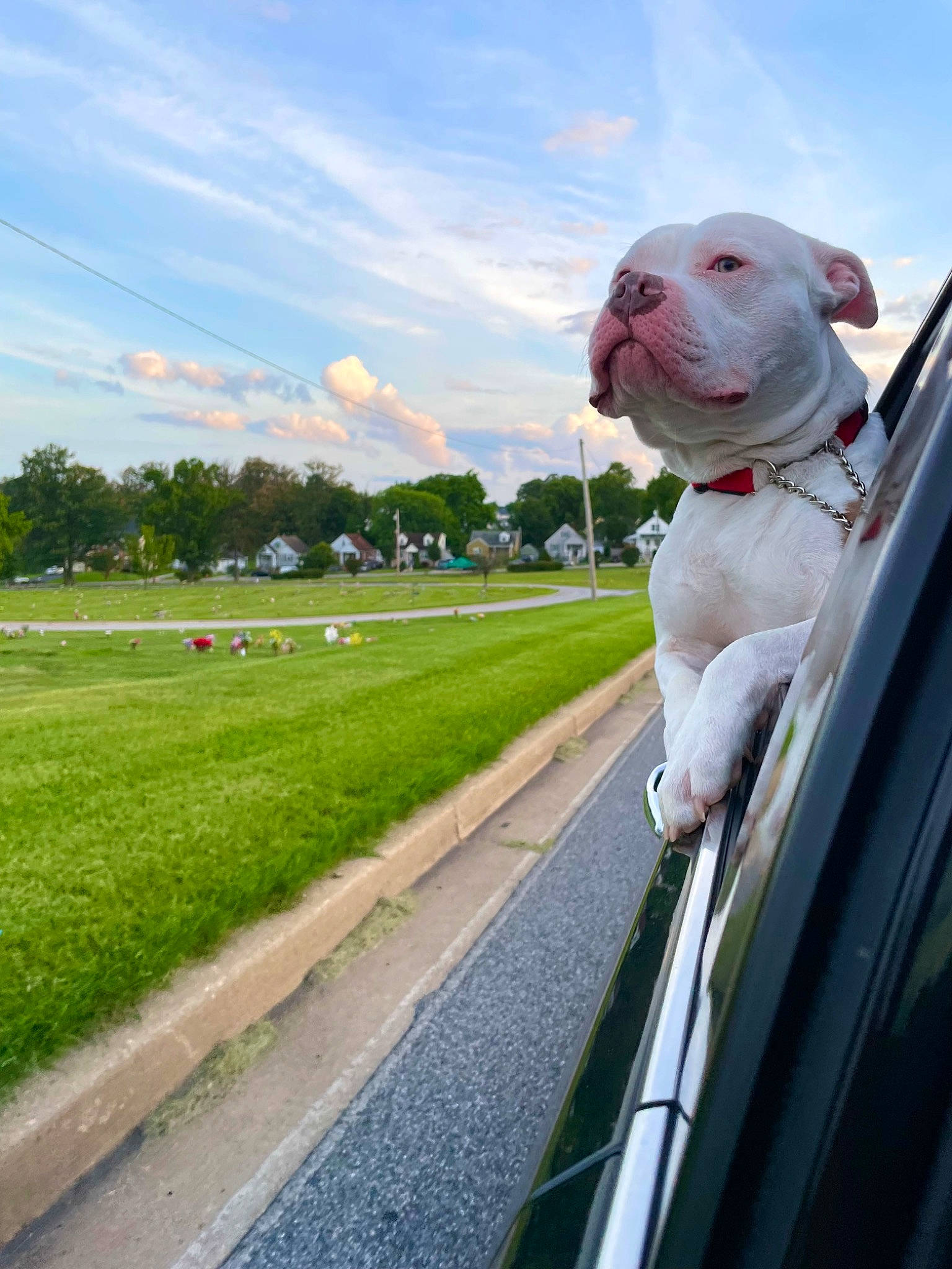Menace joined the competition — help win amazing prizes! asphalt, automotive_mirror, canidae, carnivore, cloud, companion_dog, dog, dog_breed, fawn, grass, hood, plant, road_surface, sky, snout, sporting_group, tree, vehicle, vehicle_door, windscreen_wiper