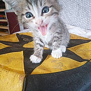 Mamouine participe au concours pour gagner de l'argent avec cette photo : animal, black, cat, closeup, cushion, cute, domestic, expression, feline, fur, indoor, kitten, pet, playful, small, tongue_out, whiskers, wide_eyes, yellow, young