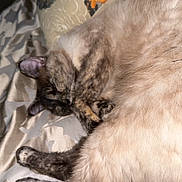 Smokey is registered to the contest to win money with this photo: animal, bed, butterfly, cat, closeup, comfort, cozy, curled_up, domestic_animal, fur, indoor, nap, pattern, pet, pillow, resting, sleeping, soft, tail, whiskers