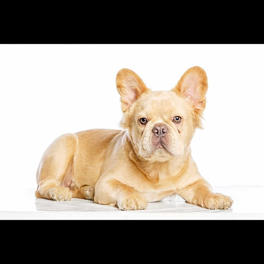 Marley participe au concours pour gagner de l'argent avec cette photo : animal, cute, dog, domestic, ears, eyes, face, french_bulldog, fur, light_tan, lying_down, mammal, nose, paws, pet, portrait, puppy, studio, white_background, young