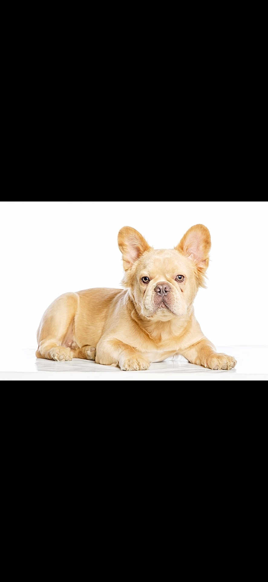 Marley participe au concours pour gagner de l'argent avec cette photo : dog, french_bulldog, puppy, light_tan, ears, pet, animal, lying_down, studio, white_background, cute, portrait, domestic, mammal, young, fur, face, eyes, nose, paws