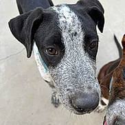 Winston is registered to the contest to win money with this photo: animal, black_and_white, brown_eyes, canine, close_up, companion, concrete, curious, dog, ears, friendship, outdoor, pet, playful, puppy, short_fur, snout, tongue, two_dogs, young_dog