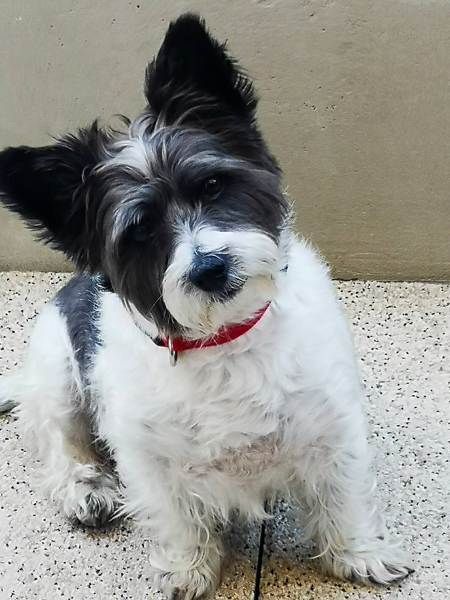 Lovely a rejoint le concours — aidez-le/la à gagner de superbes lots ! biewer_terrier, cairn_terrier, canidae, carnivore, companion_dog, dog, dog_breed, havanese, kyi_leo, mammal, puppy, rare_breed_dog, small_terrier, snout, sporting_group, terrier, tibetan_terrier, toy_dog, vertebrate, west_highland_white_terrier