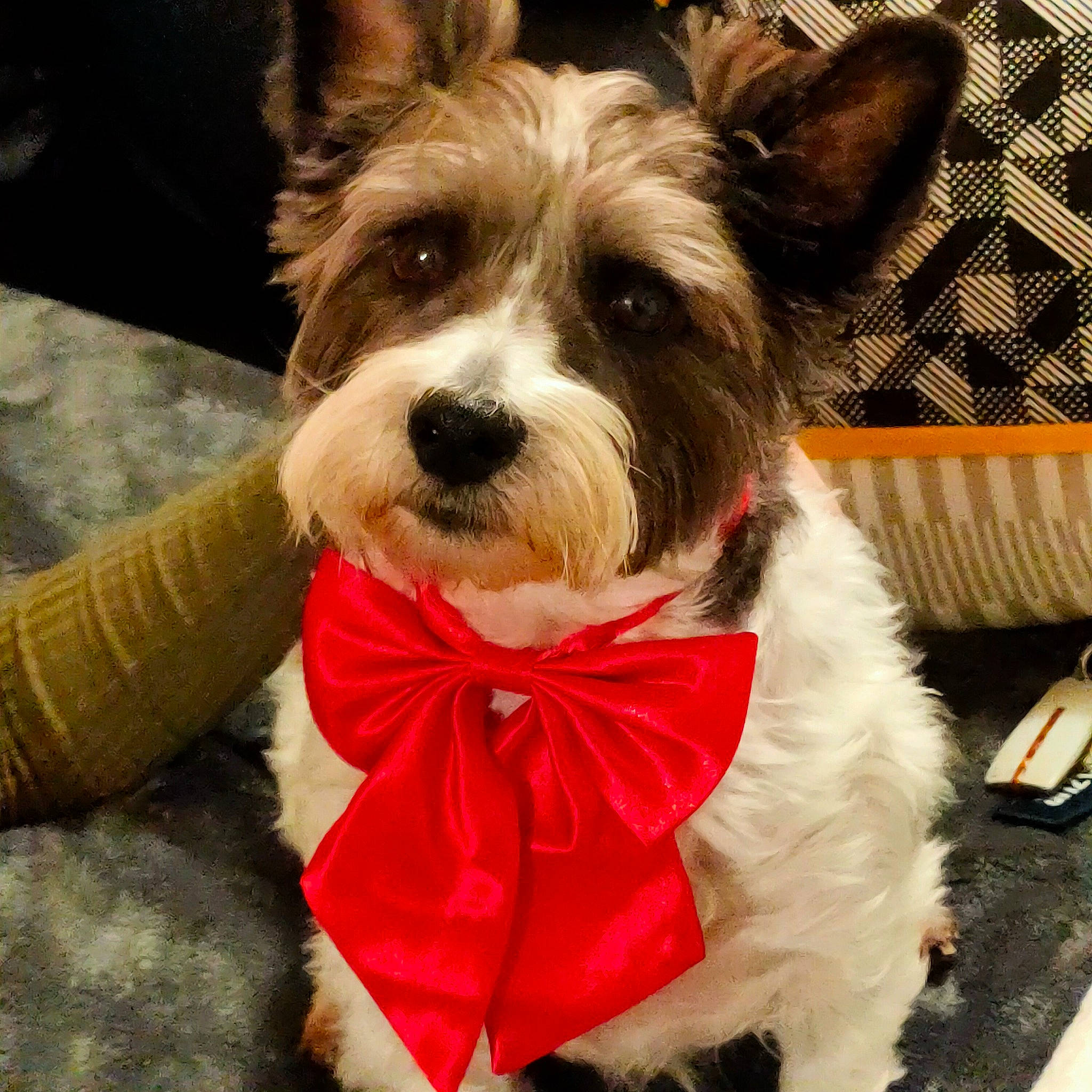 Lovely a rejoint le concours — aidez-le/la à gagner de superbes lots ! bow_tie, canidae, carnivore, collar, companion_dog, costume_accessory, dog, dog_breed, dog_clothes, dog_collar, dog_supply, fur, leash, pet_supply, small_terrier, snout, terrier, toy_dog, vertebrate, working_animal