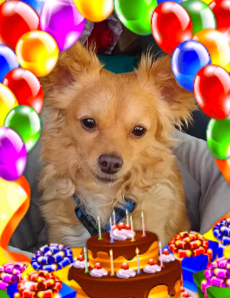 Charlie Brown is registered to the contest to win money with this photo: birthday, birthday_party, canidae, carnivore, companion_dog, dog, dog_breed, event, party, pomeranian, puppy