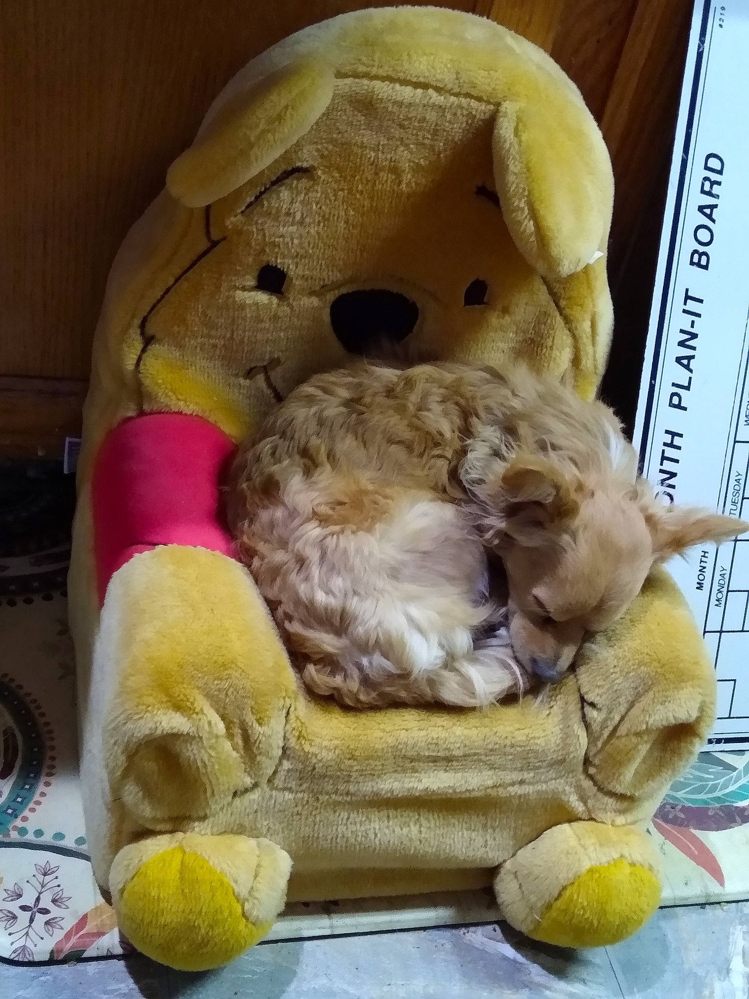 Charlie Brown joined the competition — help win amazing prizes! plush, snout, stuffed_toy, teddy_bear, textile, toy, yellow