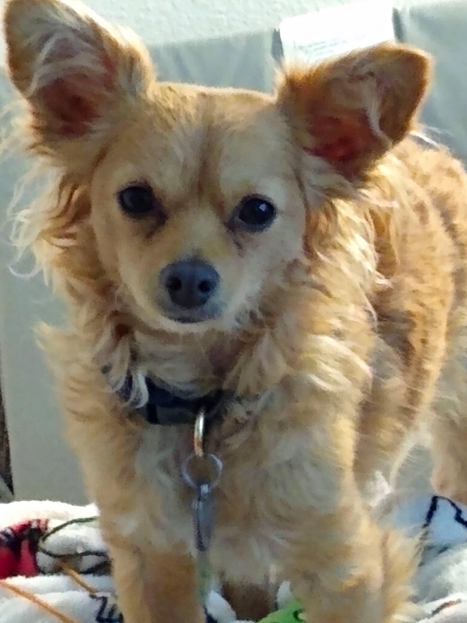 Charlie Brown joined the competition — help win amazing prizes! ancient_dog_breeds, canidae, carnivore, chihuahua, companion_dog, corgi_chihuahua, dog, dog_breed, ear, fawn, mammal, nose, puppy, small_greek_domestic_dog, snout, sporting_group, terrier, toy_dog, vertebrate, whiskers