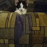 Bandit joined the competition — help win amazing prizes! kitten, black_and_white, cat, peeking, couch, fabric, pattern, indoor, curious, pet, animal, feline, soft, cozy, resting, small, young, ears, whiskers, paw