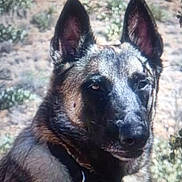 Colt is registered to the contest to win money with this photo: animal, black, brown, canine, close_up, collar, companion, dog, ears, face, fur, german_shepherd, grass, ground, nature, outdoor, pet, portrait, tag, watchful