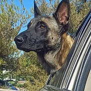 Colt is registered to the contest to win money with this photo: dog, german_shepherd, car, window, outdoor, tree, sky, animal, pet, canine, ears, snout, nature, daytime, vehicle, parked_car, side_view, watchful, alert, portrait
