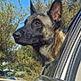 dog, german_shepherd, car, window, outdoor, tree, sky, animal, pet, canine, ears, snout, nature, daytime, vehicle, parked_car, side_view, watchful, alert, portrait