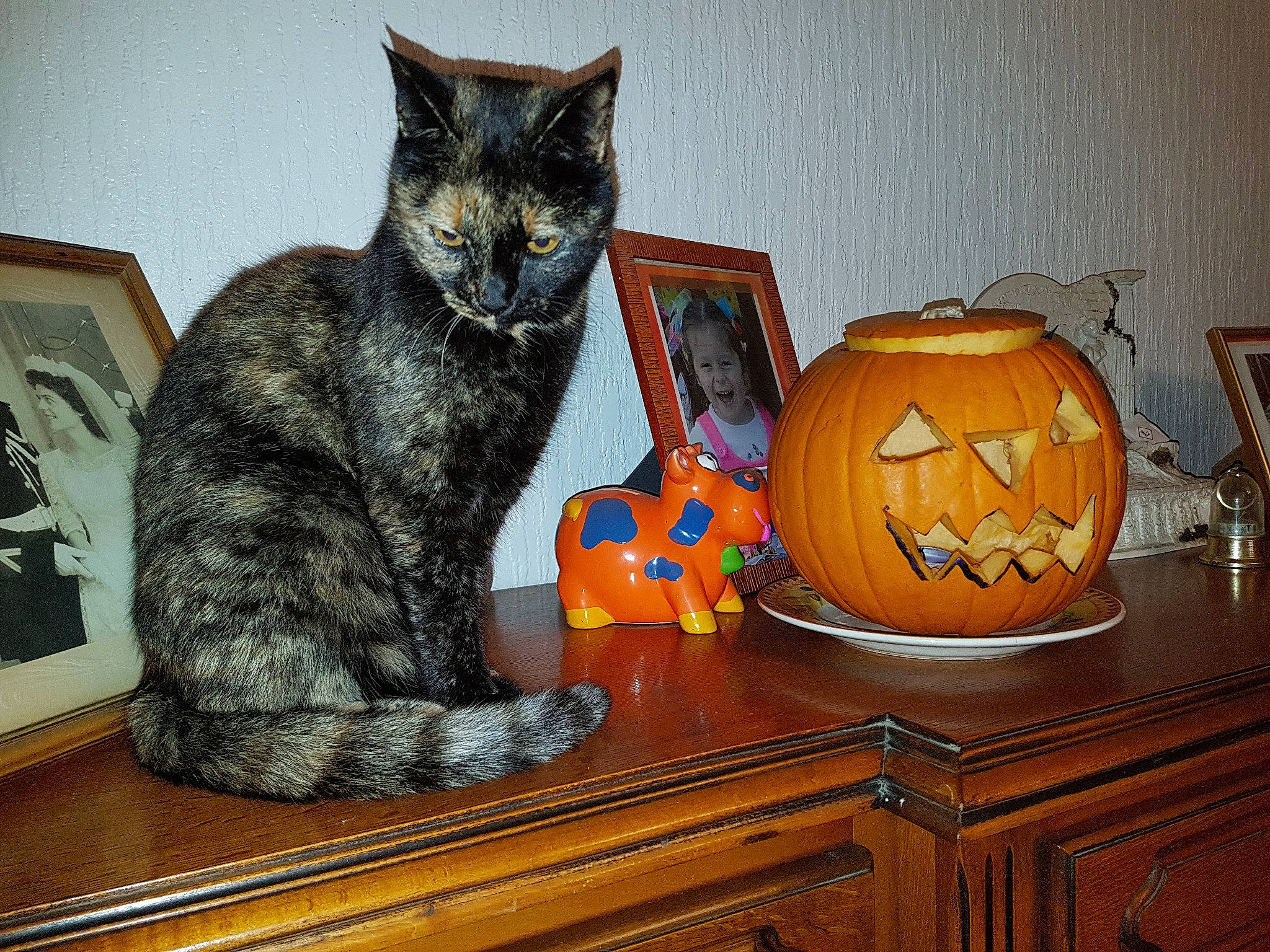 Duchesse participe au concours pour gagner de l'argent avec cette photo : carnivoran, cat, cat_like_mammal, cucurbita, halloween, joy, mammal, person, pumpkin, small_to_medium_sized_cats, whiskers