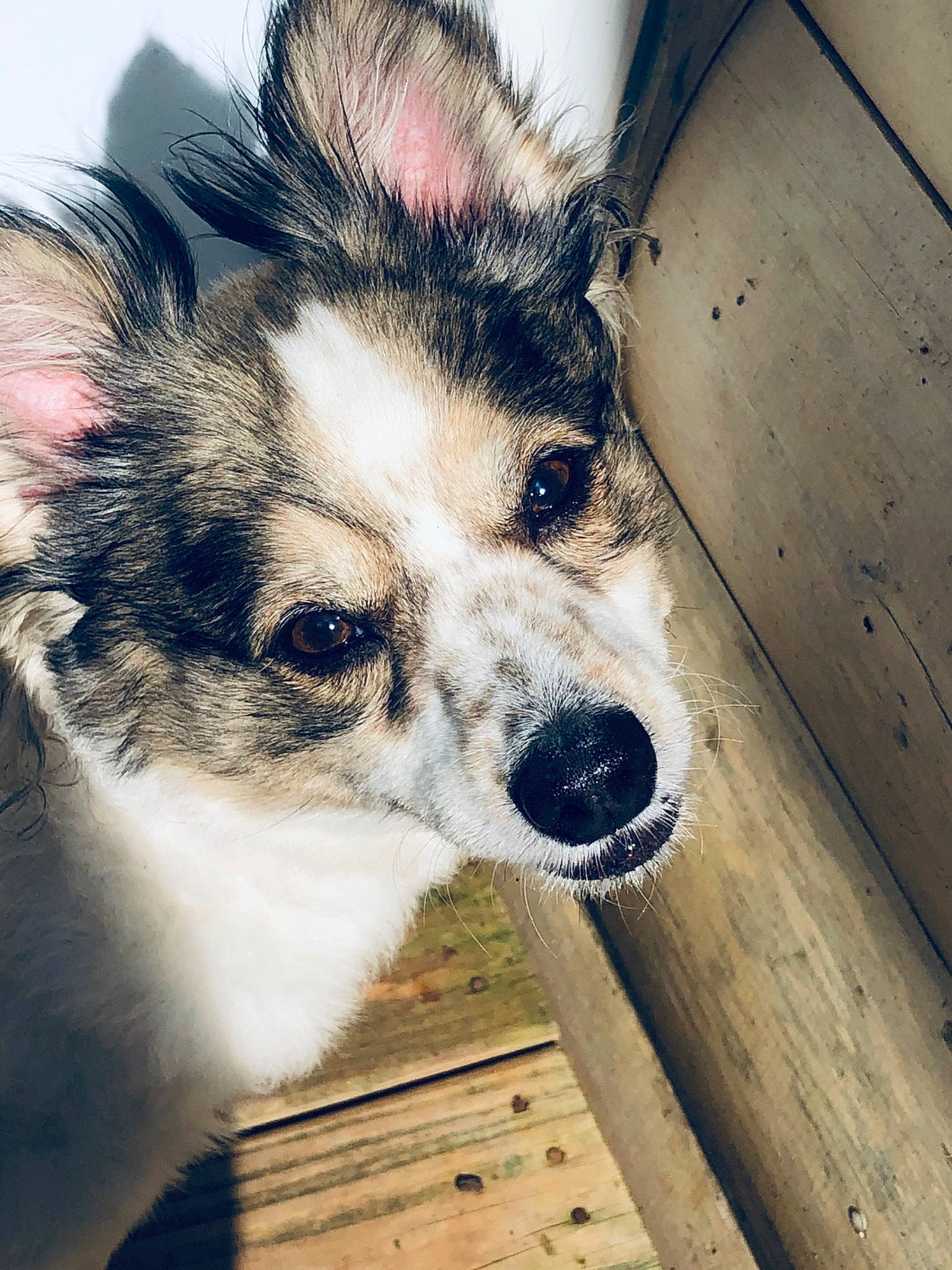 J.j. is registered to the contest to win money with this photo: canidae, carnivore, companion_dog, dog, dog_breed, ear, eye, fur, head, mammal, nose, puppy, rare_breed_dog, siberian_husky, skin, snout, sporting_group, toy_dog, vertebrate, whiskers