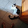 animal, black_and_white_cat, cat, domestic_animal, feline, fluffy, fur, home, human_feet, indoors, lounging, lying_down, paws, pet, relaxed, sandals, side_view, tail, tile_floor, wooden_cabinet