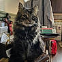 cat, tabby_cat, fluffy, indoor, household, clutter, furniture, striped_shirt, hanger, papers, table, bag, wooden_floor, domestic_animal, pet, feline, fur, whiskers, cozy, room