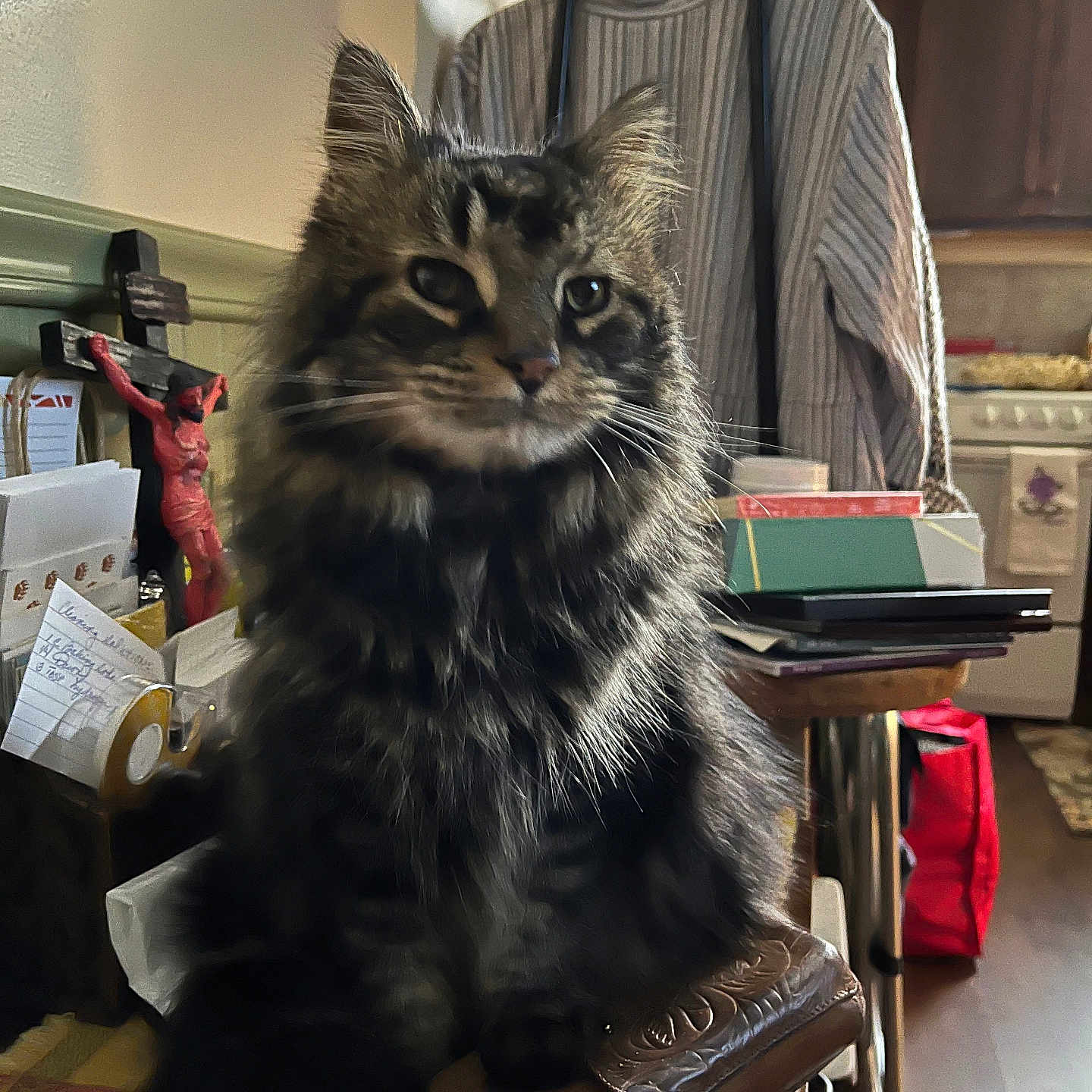 Molly joined the competition — help win amazing prizes! bag, cat, clutter, cozy, domestic_animal, feline, fluffy, fur, furniture, hanger, household, indoor, papers, pet, room, striped_shirt, tabby_cat, table, whiskers, wooden_floor