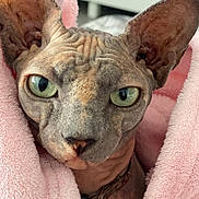 Téa participe au concours pour gagner de l'argent avec cette photo : sphynx_cat, cat, pet, close_up, green_eyes, hairless, wrinkles, pink_blanket, blanket, indoor, fur_less, animal, face, ears, collar, curious, texture, soft, cozy, portrait