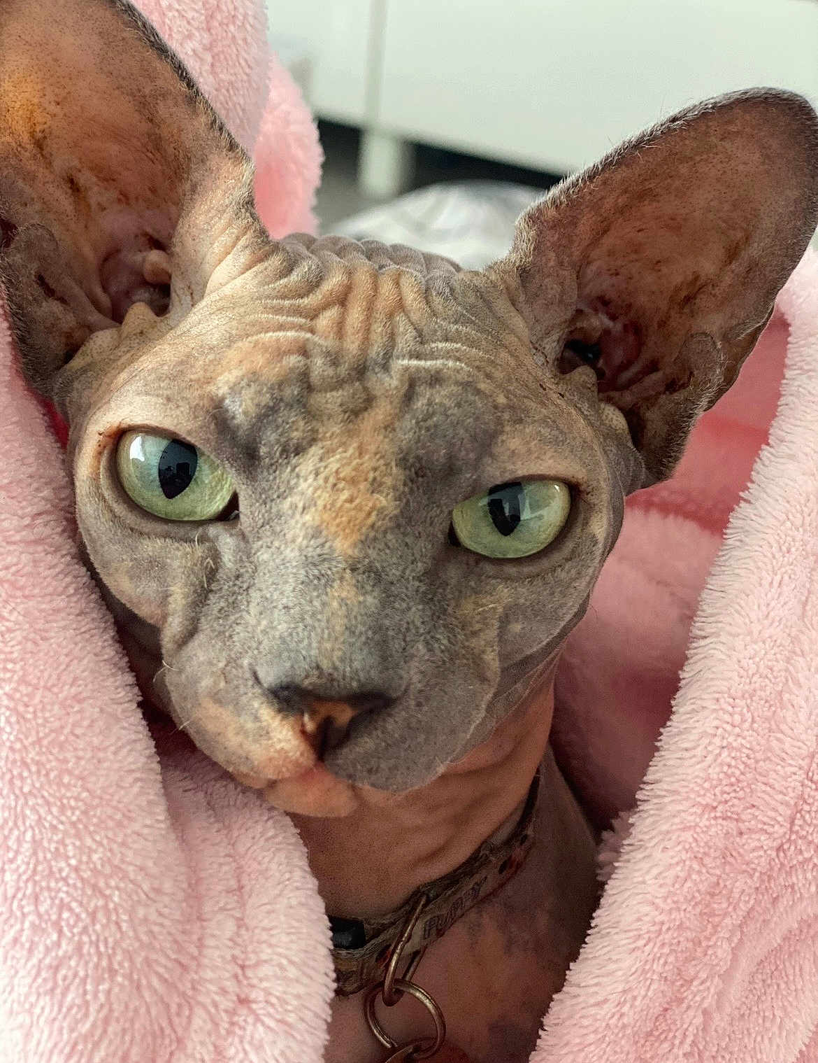 Téa participe au concours pour gagner de l'argent avec cette photo : sphynx_cat, cat, pet, close_up, green_eyes, hairless, wrinkles, pink_blanket, blanket, indoor, fur_less, animal, face, ears, collar, curious, texture, soft, cozy, portrait