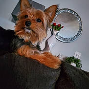 Honey is registered to the contest to win money with this photo: dog, yorkshire_terrier, pet, indoor, couch, mirror, vase, flowers, tulips, decor, houseplant, furniture, wall, ears, fur, small_dog, portrait, looking_away, cozy, domestic