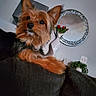dog, yorkshire_terrier, pet, indoor, couch, mirror, vase, flowers, tulips, decor, houseplant, furniture, wall, ears, fur, small_dog, portrait, looking_away, cozy, domestic