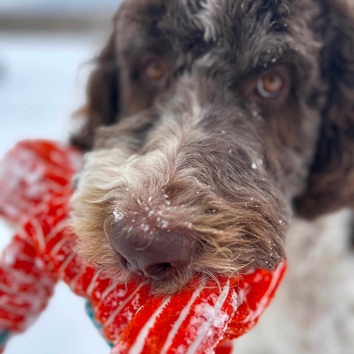 Bear joined the competition — help win amazing prizes! animal, background_blur, canine, close_up, cold, dog, face, focused, frozen, fur, muzzle, nose, orange, outdoor, pet, playful, snow, texture, toy, winter