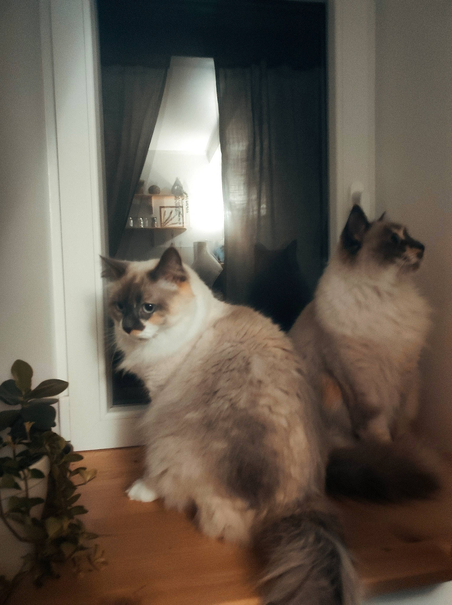 Pêche a rejoint le concours — aidez-le/la à gagner de superbes lots ! balinese, carnivore, cat, curtain, door, fawn, felidae, flooring, flowerpot, fur, hardwood, houseplant, plant, ragdoll, small_to_medium_sized_cats, tail, vertebrate, whiskers, window, wood