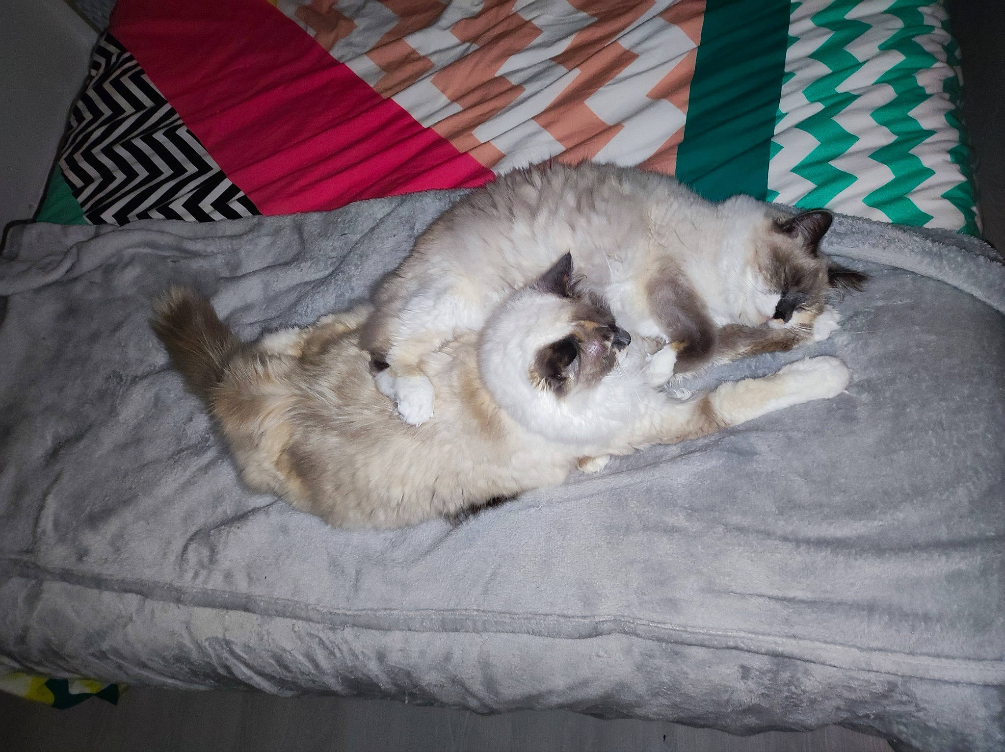 Pêche a rejoint le concours — aidez-le/la à gagner de superbes lots ! canidae, carnivore, cat, claw, comfort, companion_dog, dog_breed, domestic_short_haired_cat, fawn, felidae, fur, grey, linens, nap, paw, small_to_medium_sized_cats, sporting_group, tail, whiskers